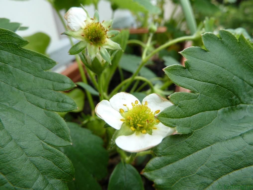 Erdbeeren im Balkonkasten