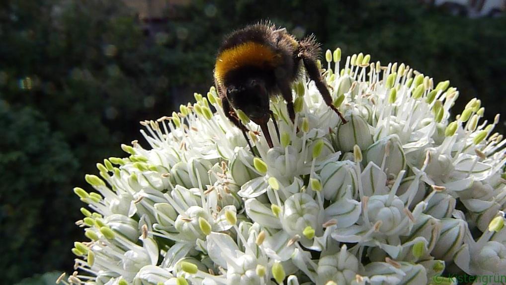 Hummel auf Zwiebelblüte