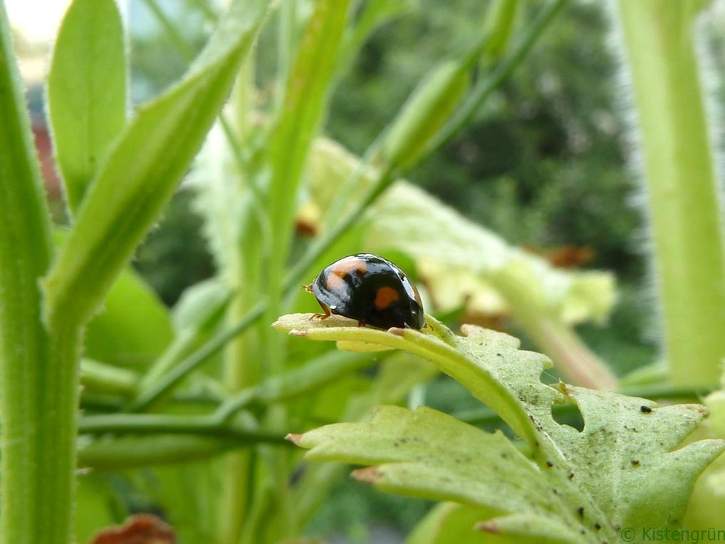 Ein schwarzer Marienkäfer mit orangenen Punkten