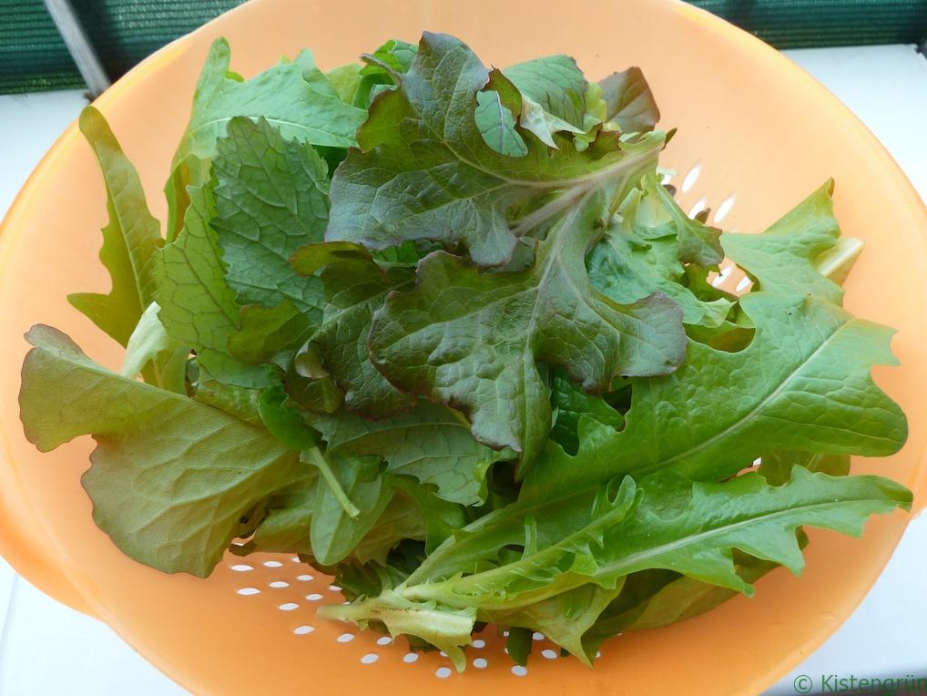 Pflücksalat richtig ernten