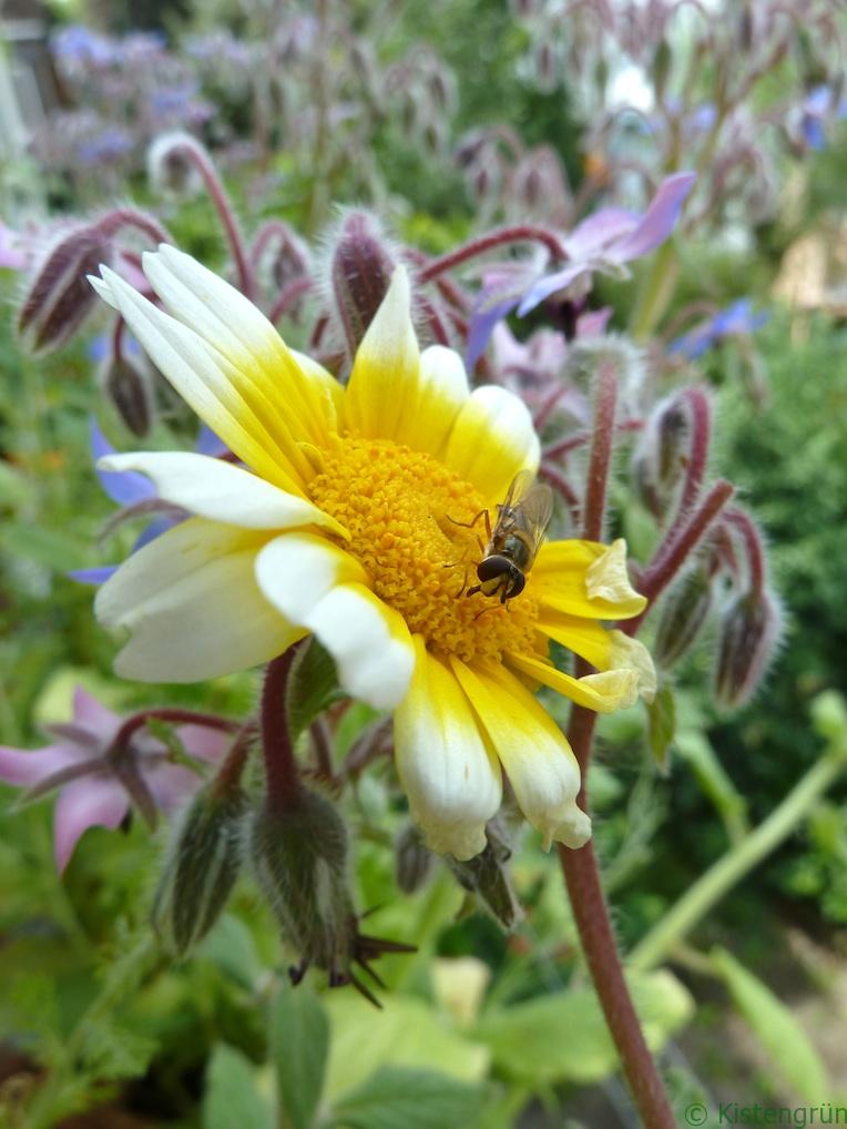 Schwebfliege auf Ringelbume