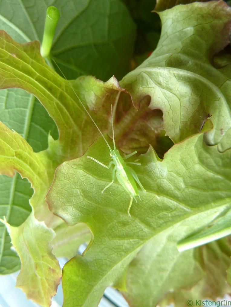 Grashüpfer im Salat