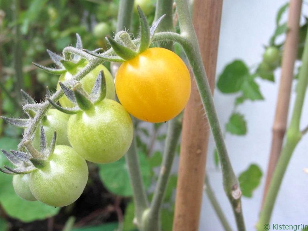Grüne und gelben Tomaten an einer Rispe