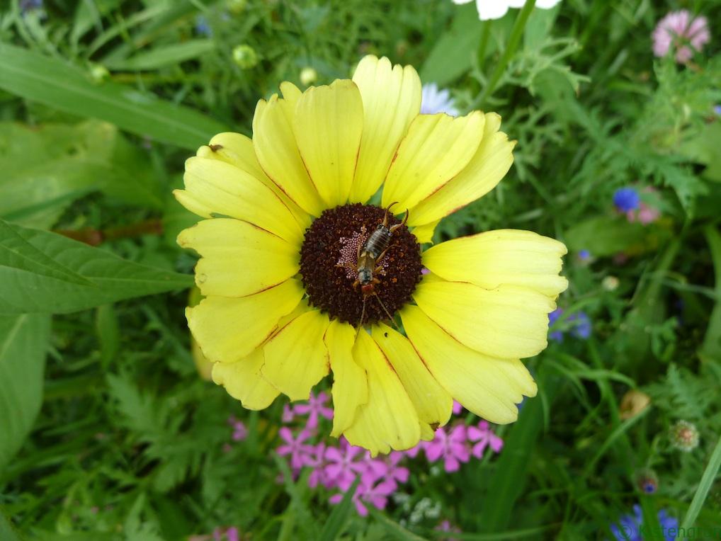 Ohrenkneifer auf Wildblumenblüte