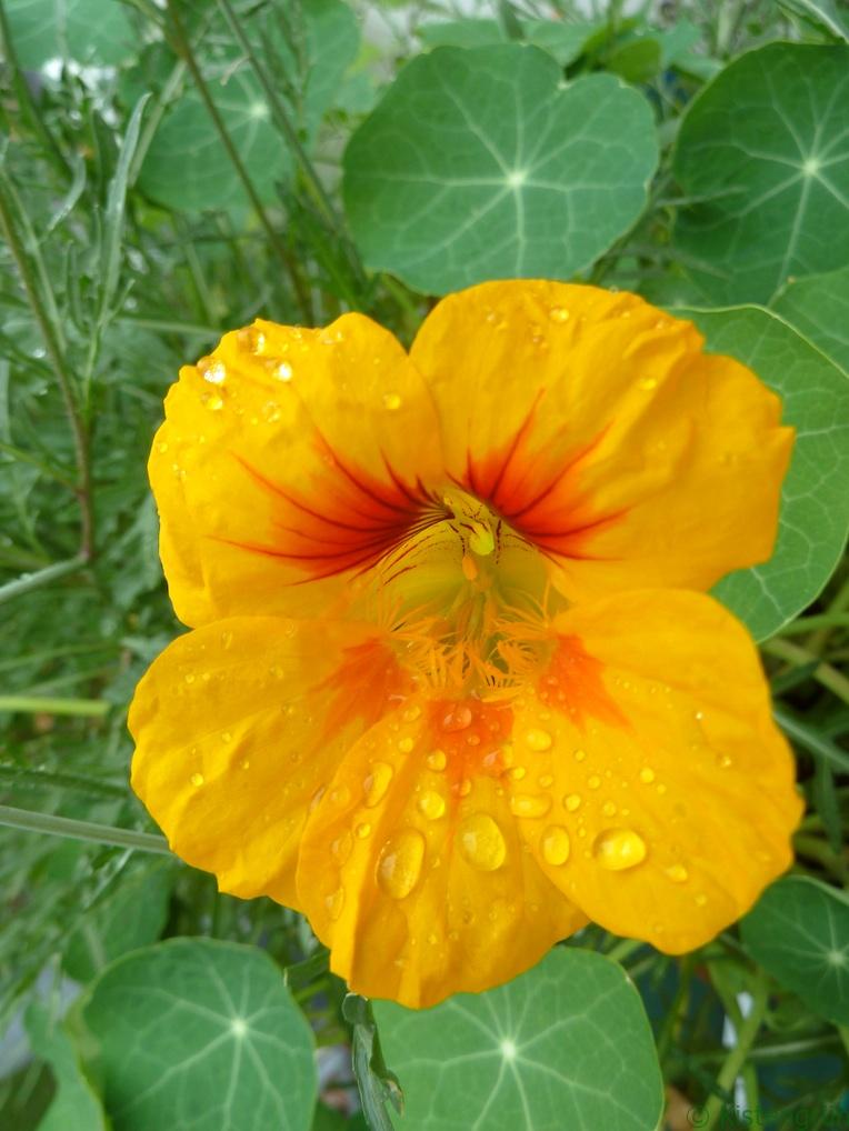 Blüte von Kapuzinerkresse im Regen