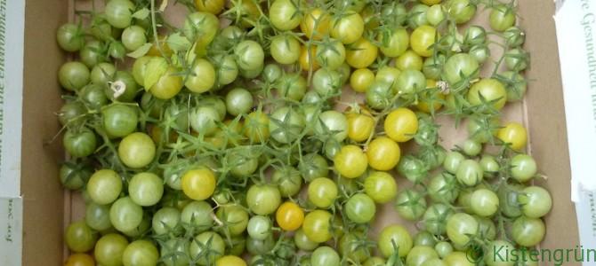 Grüne Tomaten nachreifen lassen Grüne Tomaten nachreifen lassen