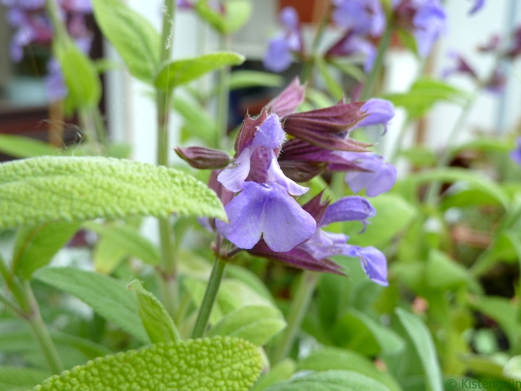 Die violette Blüte des Salbei (salvia officinalis)