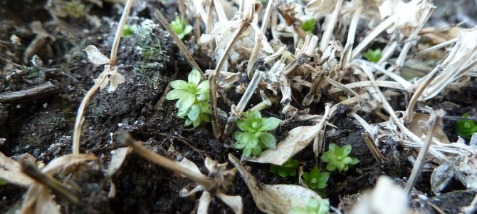 Der ideale Start ins Gartenjahr oder: Wann fange ich an? Der ideale Start ins Gartenjahr oder: Wann fange ich an?