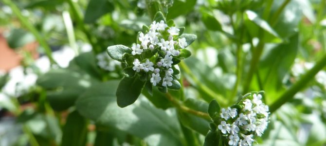 Von Blüten, Blättern und Beeren Von Blüten, Blättern und Beeren