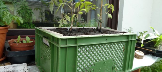Zwei Tomaten sind in eine grüne Bäckerkiste gepflanzt worden.