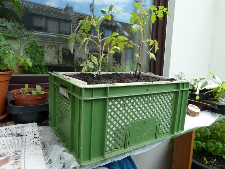 Urban Gardening Anleitung zum Kisten bepflanzen
