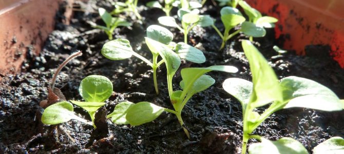 Gemüse für die zweite Ernte: Dieses Grünzeug könnt ihr im Sommer aussäen Gemüse für die zweite Ernte: Dieses Grünzeug könnt ihr im Sommer aussäen