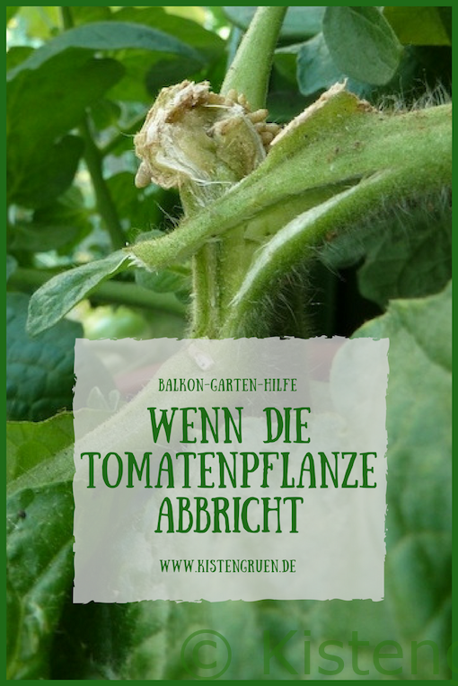 tomatenpflanze abgebrochen