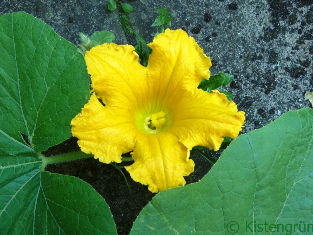 Die gelbe Blüte eines Hokkaido-Kürbis