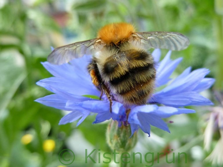 Hummel auf einer blauen Kornblume