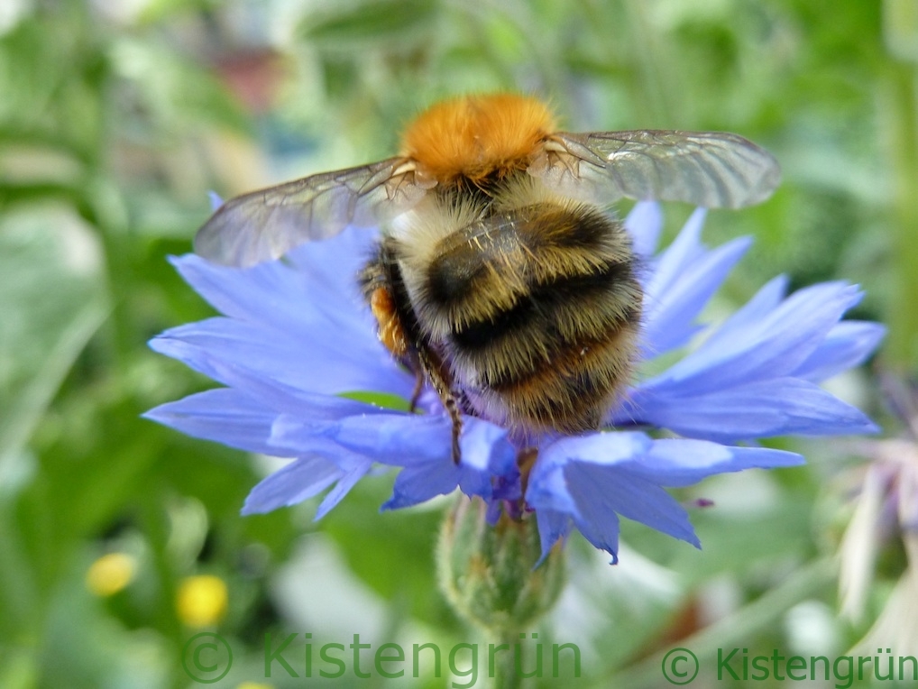 Hummel auf einer blauen Kornblume