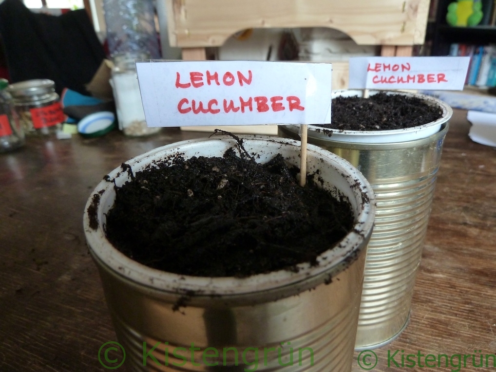 Eine Joghurtbecher in einer KOnservendose. Mit ERde gefüllt une einem Schild, auf dem Lemon Cucumber steht