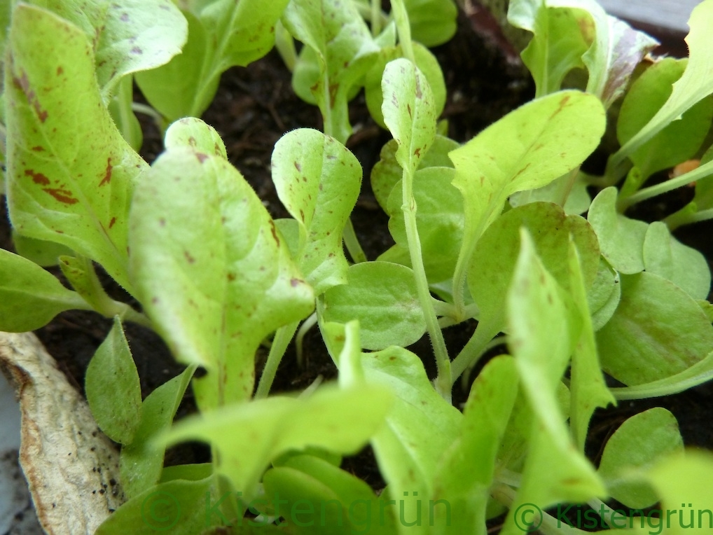 Junger Eichblattsalat
