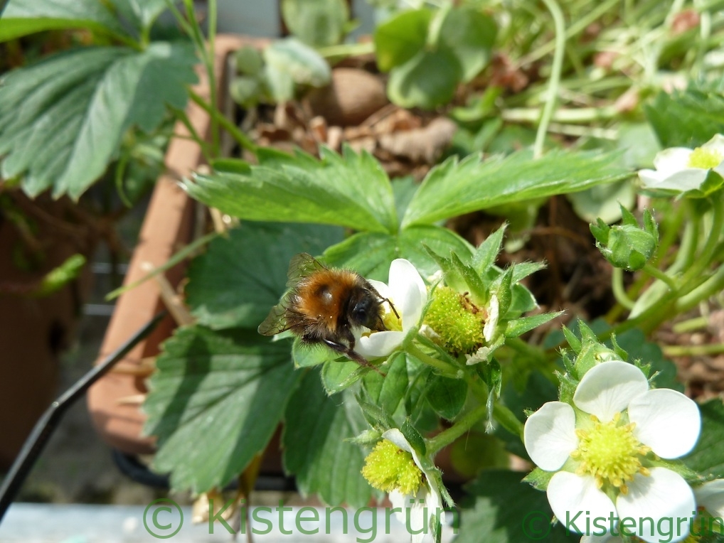 Eine Hummel bestäubt eine Erdbeerblüte in einem Balkonkasten