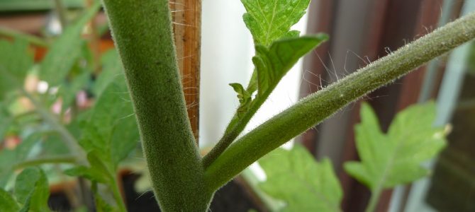 Tomaten ausgeizen: Eine Tomatenpflanze mit Geiztrieb, der aus der Blattachsel wächst