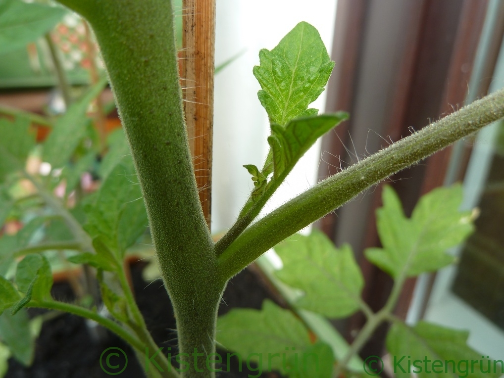 Tomaten ausgeizen: Eine Tomatenpflanze mit Geiztrieb, der aus der Blattachsel wächst