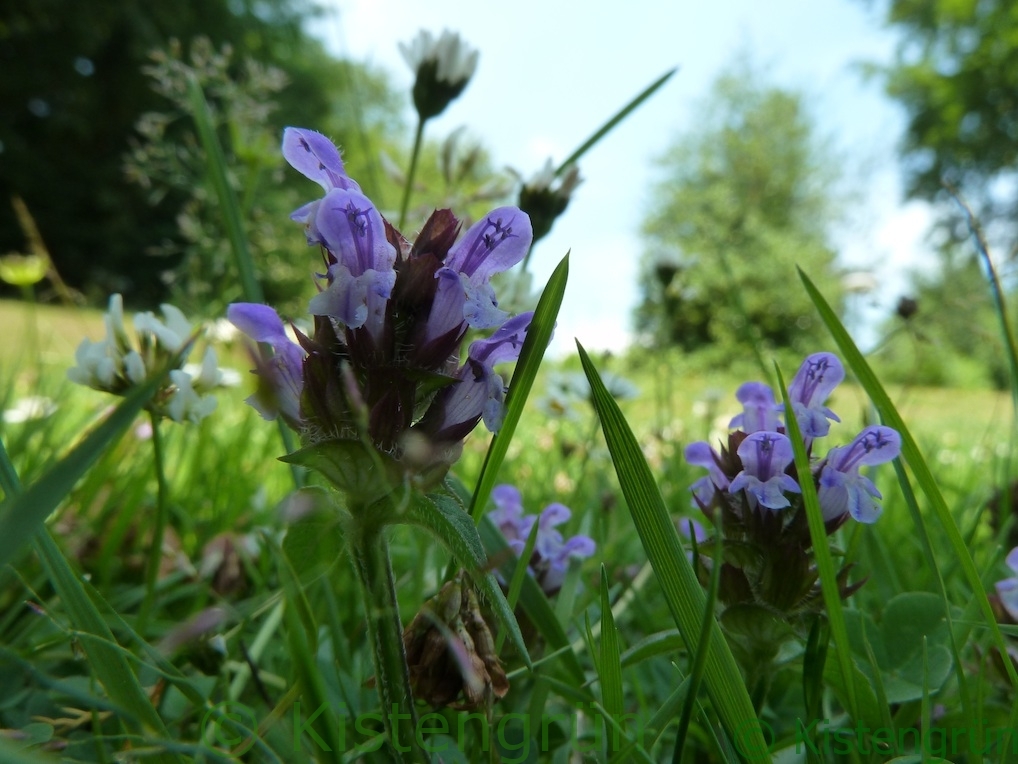 eine blühende kleine Braunelle auf einer Wiese