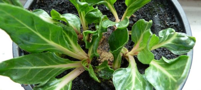 Frisches Grün aus Gemüseresten ziehen Frisches Grün aus Gemüseresten ziehen