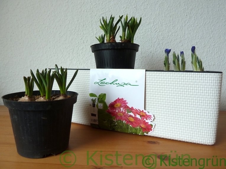 Balconissima von Lechuza #Werbung