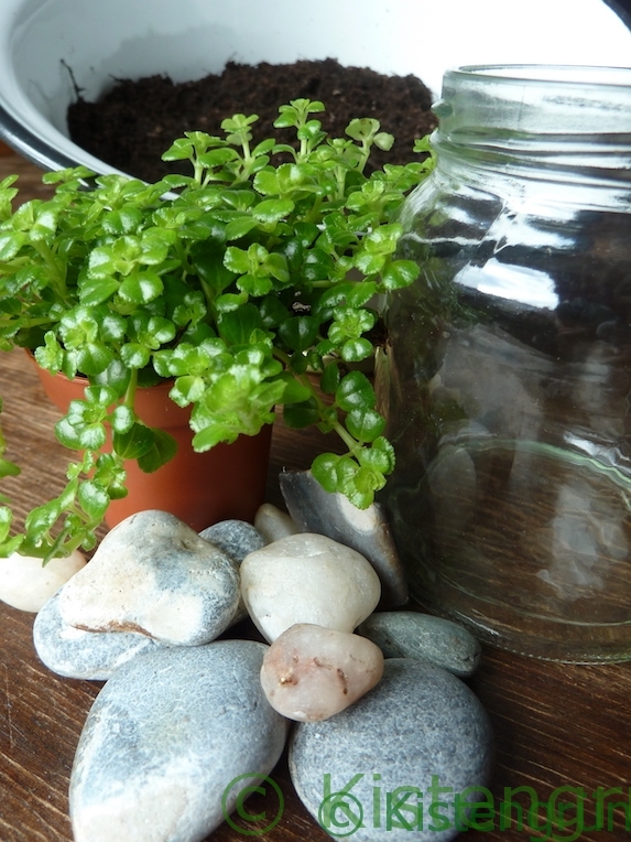 Zimmerpflanzen im Glas: Material