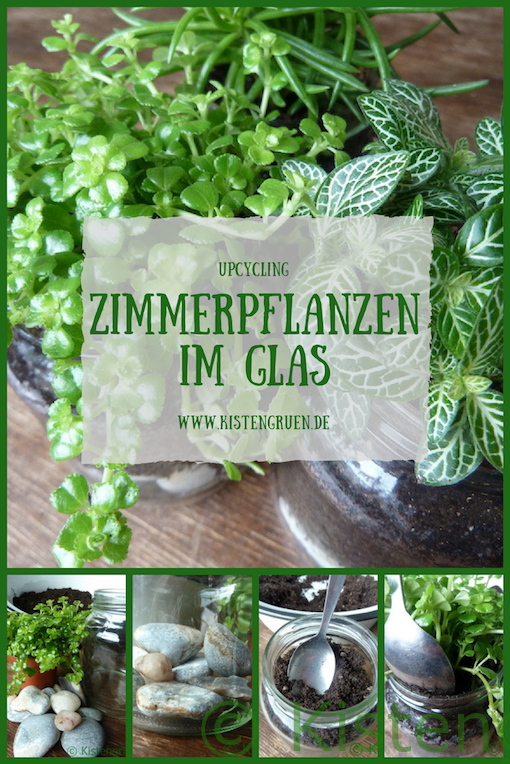 Zimmerpflanzen im Glas pflanzen