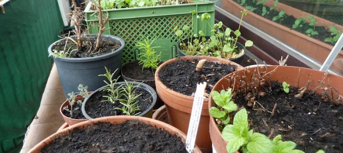 Diese Kräuter und Gemüse-Sorten wachsen im Balkon-Garten 2018 Diese Kräuter und Gemüse-Sorten wachsen im Balkon-Garten 2018