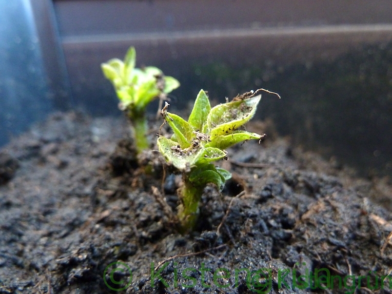 Kartoffeln Auf Dem Balkon Anbauen Tipps Zu Anbau Pflege Und Ernte