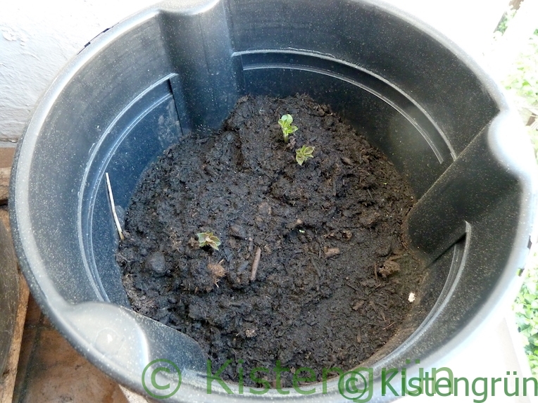 Kartoffeln Auf Dem Balkon Anbauen Tipps Zu Anbau Pflege Und Ernte