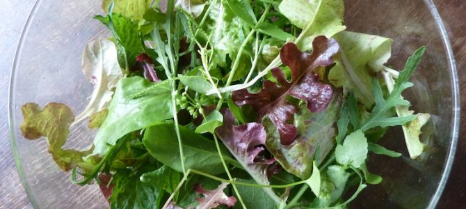 Lieblingsessen: Feiner Salat mit frischen Kräutern Lieblingsessen: Feiner Salat mit frischen Kräutern
