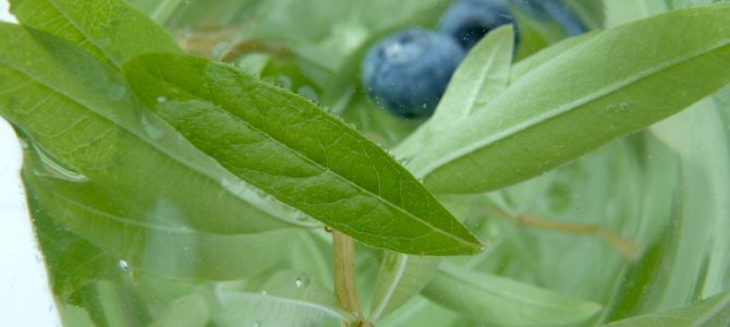 Infused Water: Wasser mit Aroma selber machen Infused Water: Wasser mit Aroma selber machen