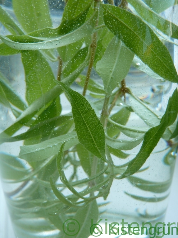 Infused Water: Wasser mit Aroma selber machen