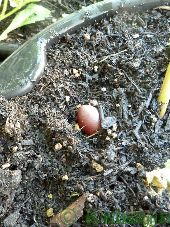 Kartoffel Rote Emmalie guckt aus der Erde in einem Pflanztopf