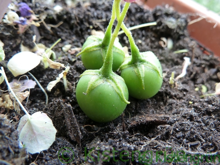 Kartoffel-Beere: grüne Früchte von Erdäpfeln
