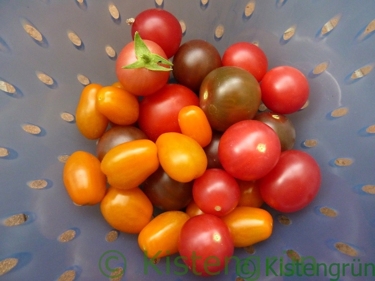 Bunte Tomaten in einem blauen Sieb