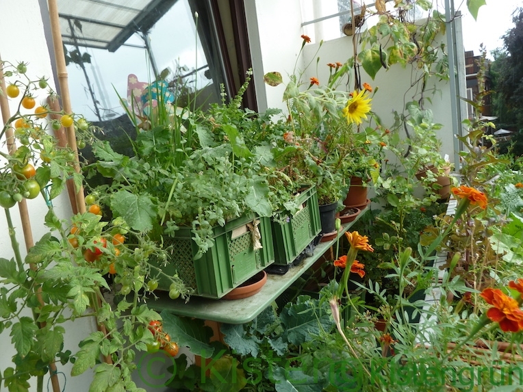 53+ Balkon Gärtnern Pflanzen, So kommen sie ihrem traumbalkon