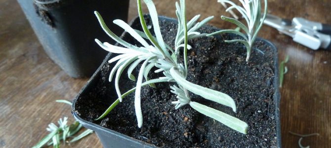 Lavendel durch Stecklinge vermehren Lavendel durch Stecklinge vermehren