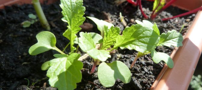 Herbst-Aussaat: Diese Gemüse, Kräuter und Blumen kannst du jetzt säen Herbst-Aussaat: Diese Gemüse, Kräuter und Blumen kannst du jetzt säen