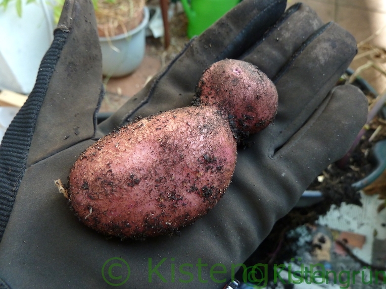 Ein Kartoffel, Sorte Rote Emmalie, in einer behandschuhten Hand