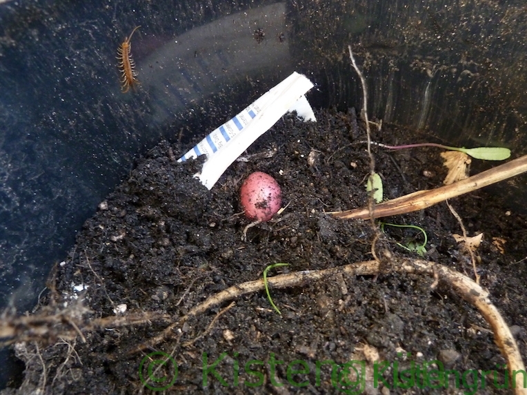 Kleine Rote Emmalie in einem Topf