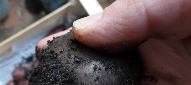 Kartoffelernte auf dem Balkon: Jetzt wird gebuddelt! Kartoffelernte auf dem Balkon: Jetzt wird gebuddelt!