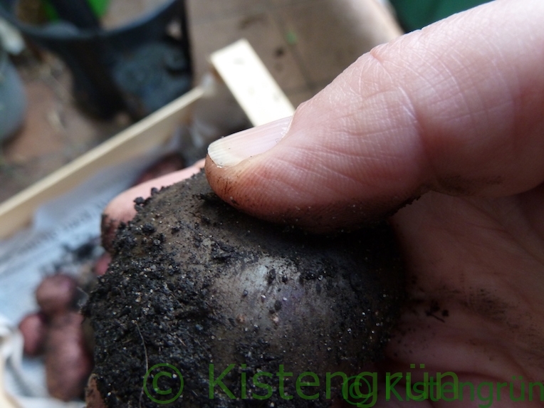 Nach der Kartoffelernte: Eine Kartoffel, Sorte Blaue Annliesen, wird mit dem Daumen auf Schalenfestigkeit hin geprüft