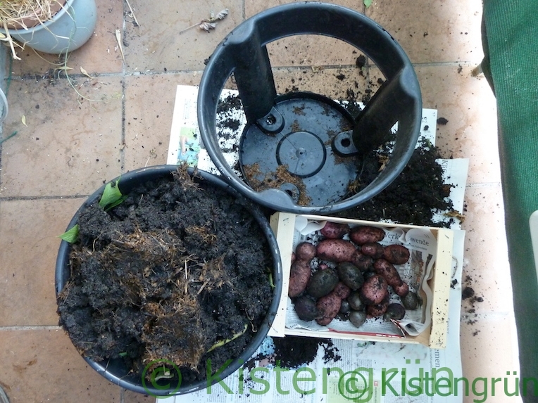 Kartoffelernte Bunte Kartoffeln Auf Dem Balkon Anbauen Kistengrun