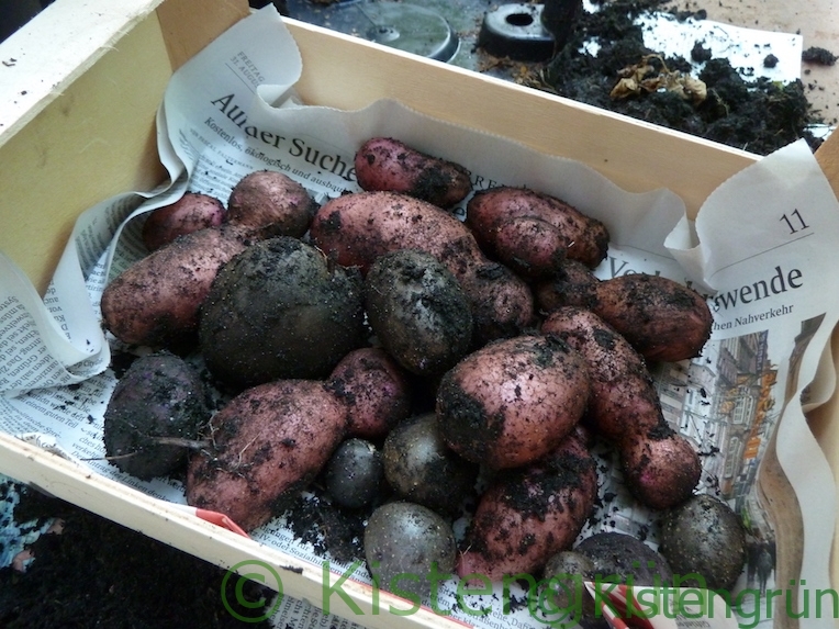 Bunte Kartoffeln in einer kleinen Kiste