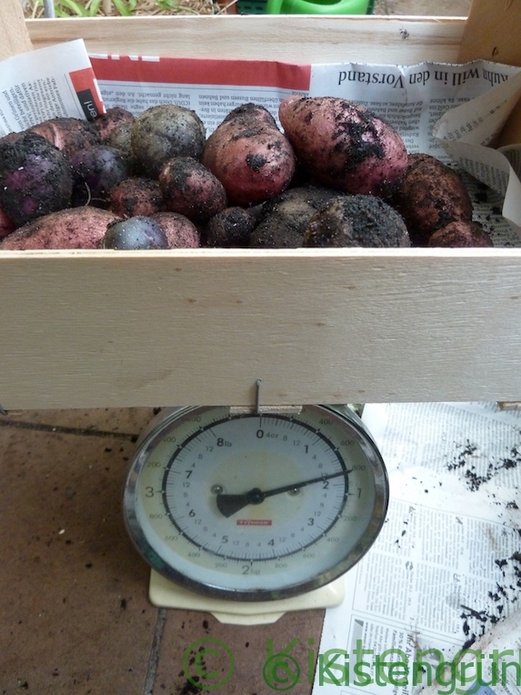 Eine Kiste mit bunten Kartoffeln auf einer Küchenwaage