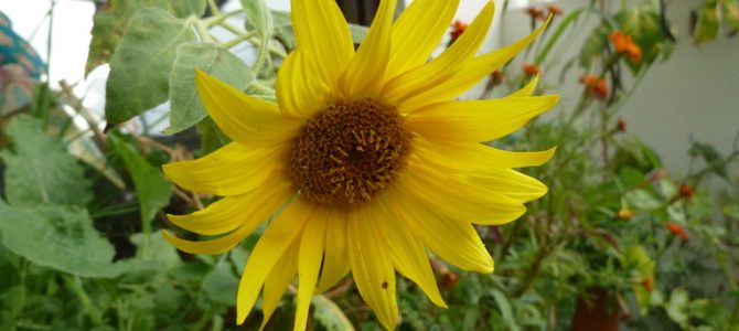 Rückblick: Sommer im BalkonGarten 2018 Rückblick: Sommer im BalkonGarten 2018